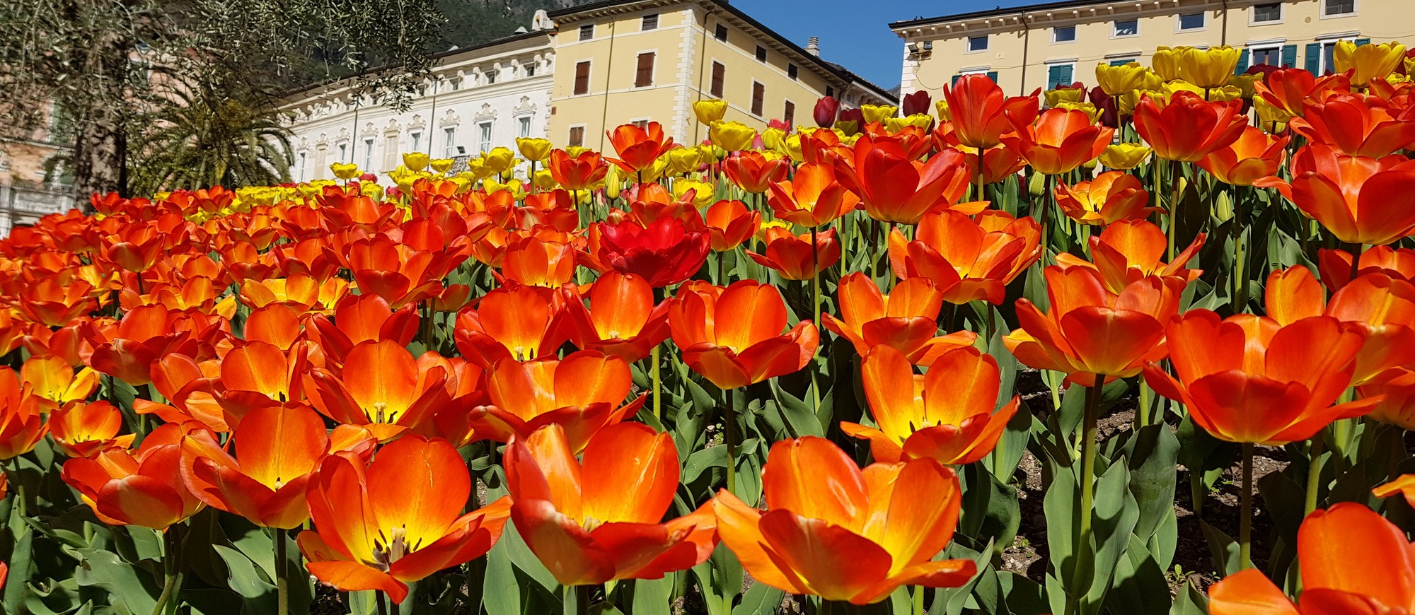 Bellariva srl | Lake of Garda